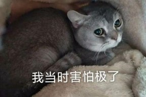 喵星娱乐吃瓜群众是谁,揭秘“吃瓜群众”背后的神秘力量